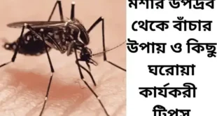 মশার উপদ্রব থেকে বাঁচার উপায়