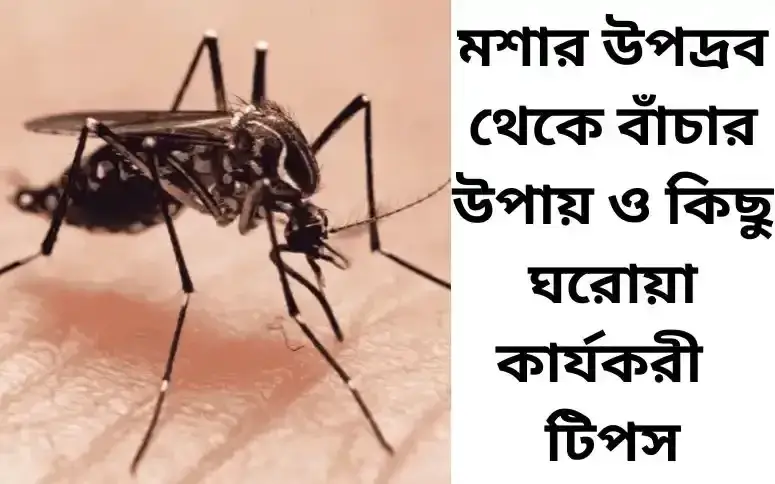 মশার উপদ্রব থেকে বাঁচার উপায়