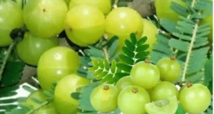 আমলকির উপকারিতা