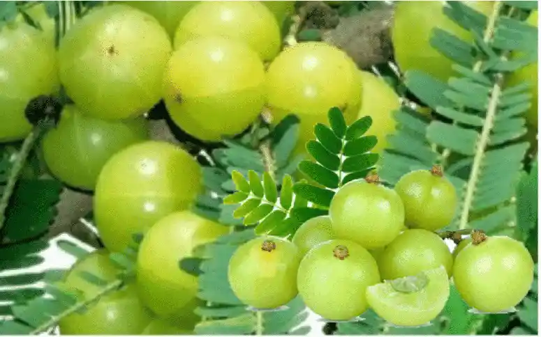আমলকির উপকারিতা