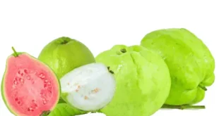 পেয়ারার উপকারিতা