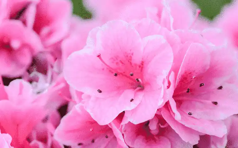 মালেক ইবনে দীনারের কাহিনী