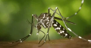 ডেঙ্গু জ্বর হলে করণীয়